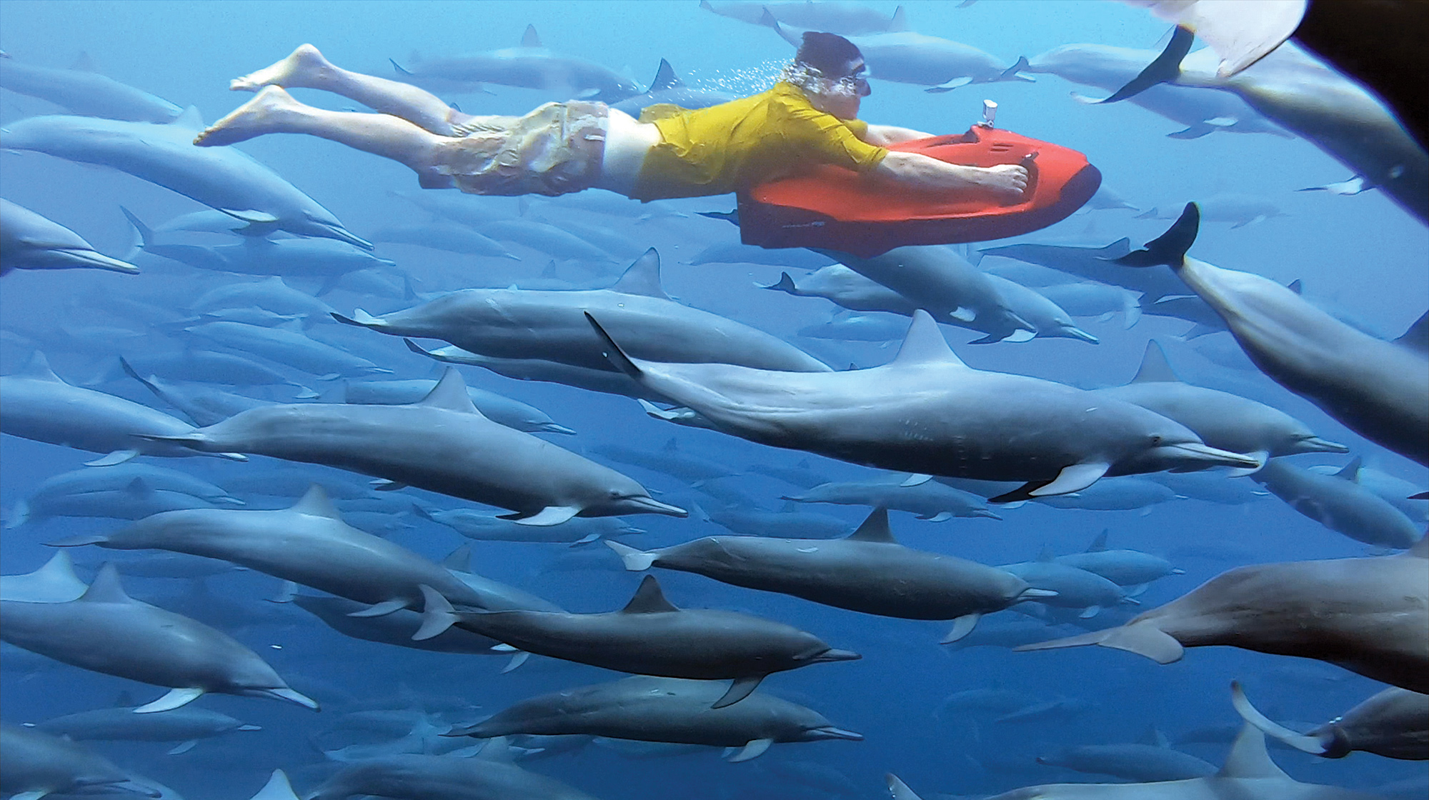 prm-Sea Bobbing with dolphin megapods prm-Sea Bobbing with dolphin megapods
