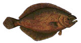 fluke_160x85flipped.jpg promo image