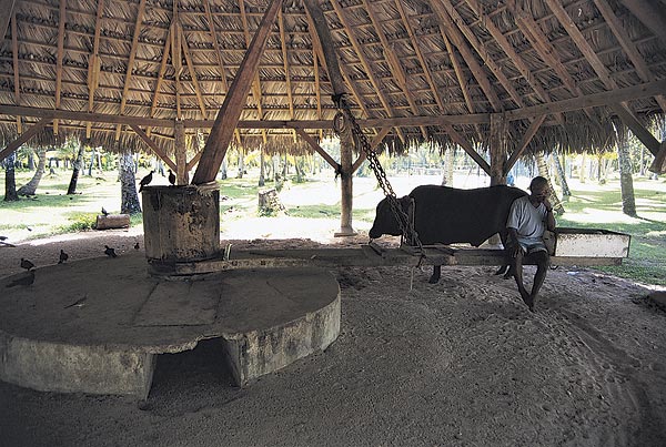 outsidein-g1.jpg promo image If you ride from the main part of town to Anse Source D'Argent Beach, you'll pass a park where the locals still use oxen power to grind coconuts out of their shells.