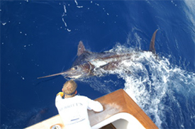 madeira-marlin.jpg promo image