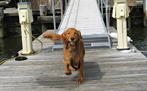dog-safety-main.jpg promo image