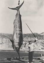 black-marlin-boulevard-inset1.jpg promo image black-marlin-boulevard-inset1.jpg promo image