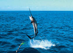 white-marlin-main.jpg promo image