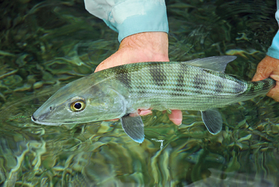 If you want to catch bonefish in big numbers, Belize has what you’re looking for.