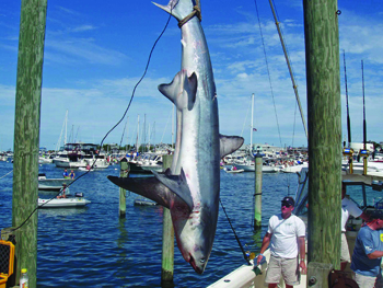hanging_shark_inset1.jpg promo image hanging_shark_inset1.jpg promo image