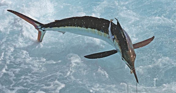 120300-WMO-promo.jpg promo image