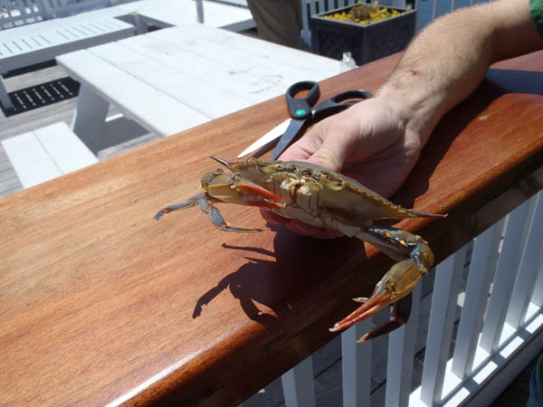 Soft Shell Crab