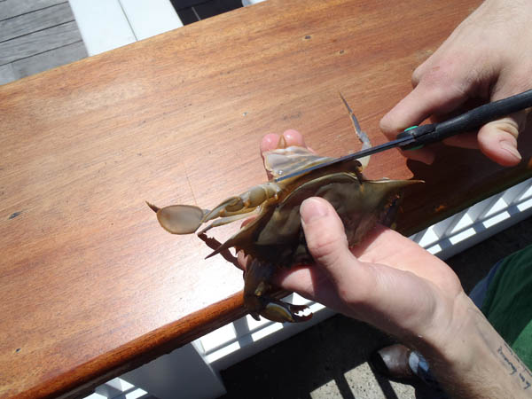Softshell Crab Prep: Step 1