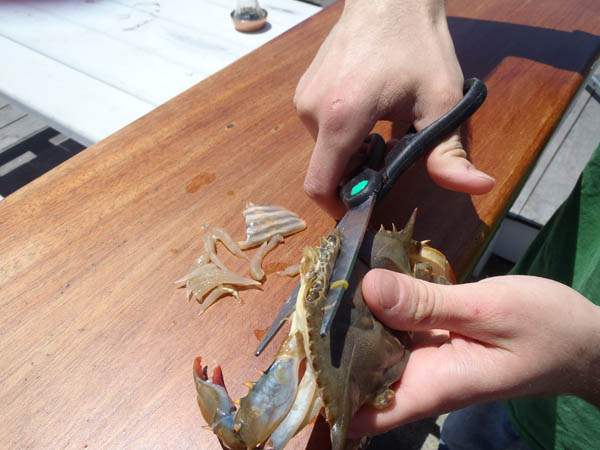 Step 3 crab prep