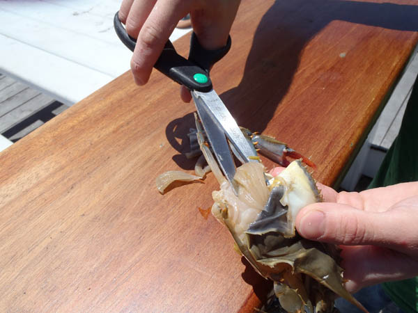 To remove the gills, simply fold the corner of the top shell up on each side, and trim them off with the tips of your shears.