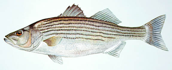 striper_575w.jpg promo image