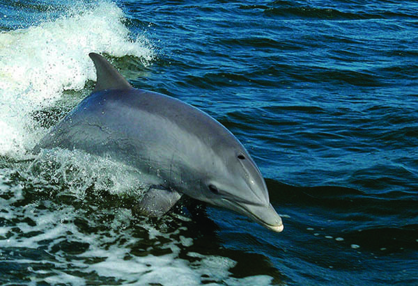 Bottlenose dolphin Bottlenose dolphin