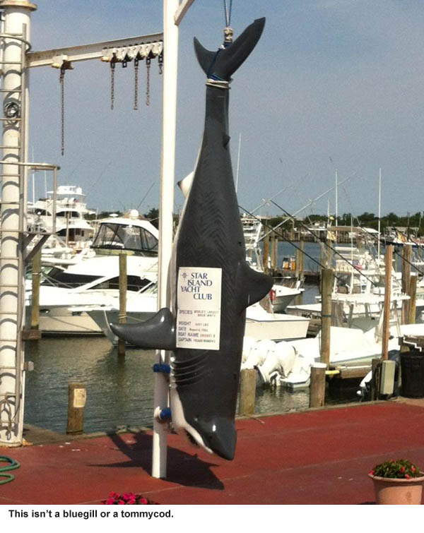 Shark photo by Kevin Koenig