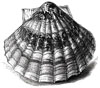scallop