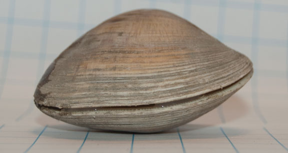 clam-by-johnvturner_575x305.jpg promo image