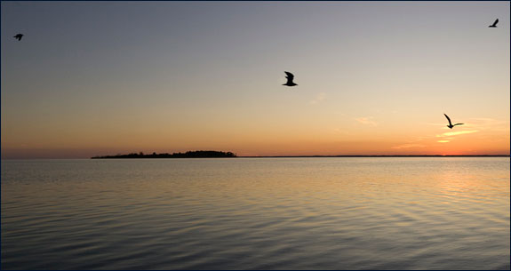 jt-assateague-birds_575x305.jpg promo image