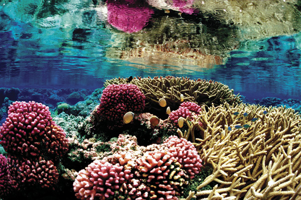 Coral reef