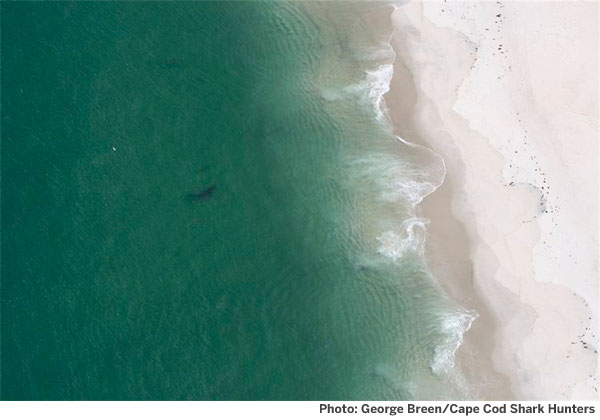 Shark photo by George Breen/Cape Cod Shark Hunters
