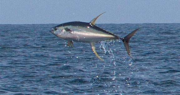 tunafly-575x305.jpg promo image