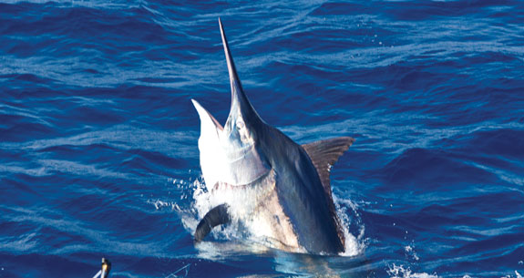 black_marlin_prm.jpg promo image