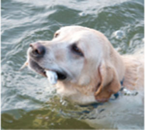 Labrador Retriever