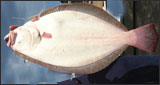 flounder_prm.jpg promo image