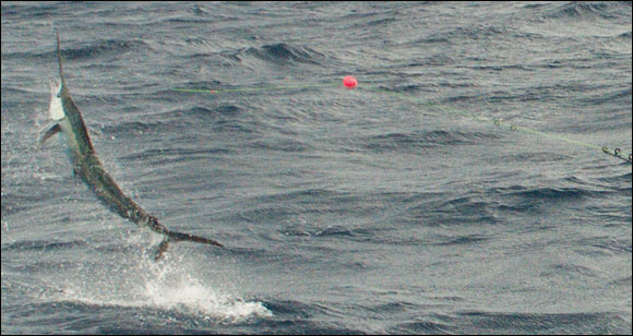 sailfish_prm.jpg promo image