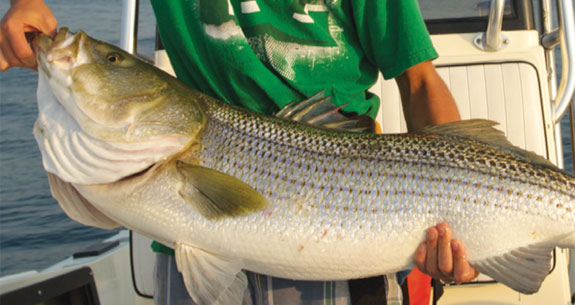 striper-prm.jpg promo image