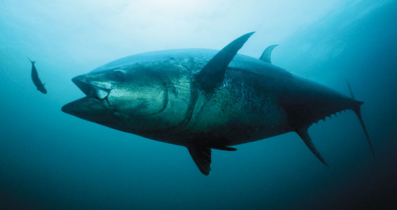 bluefin_tuna_prm.jpg promo image