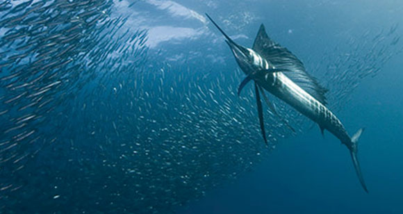 sailfish-580x308.jpg promo image