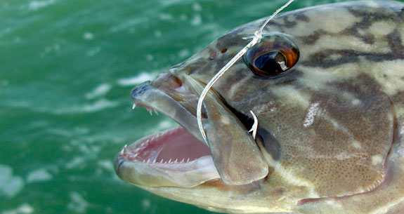 fishhook-prm.jpg promo image