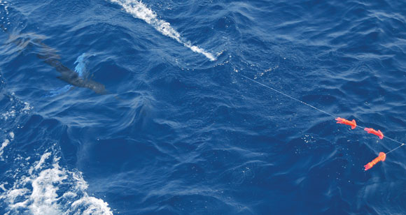marlin-prm.jpg promo image