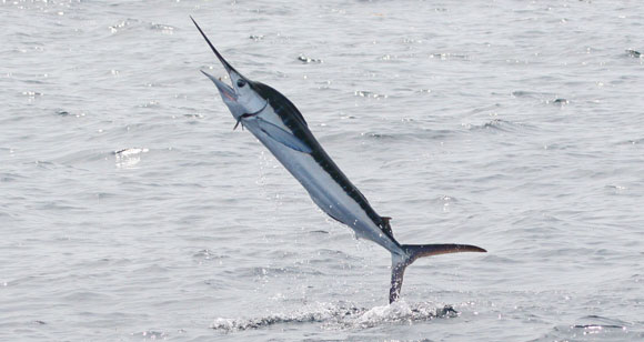 whitemarlin-prm.jpg promo image