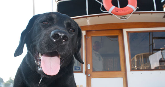 dog-prm.jpg promo image