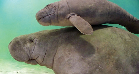 seacow-prm.jpg promo image seacow-prm.jpg promo image