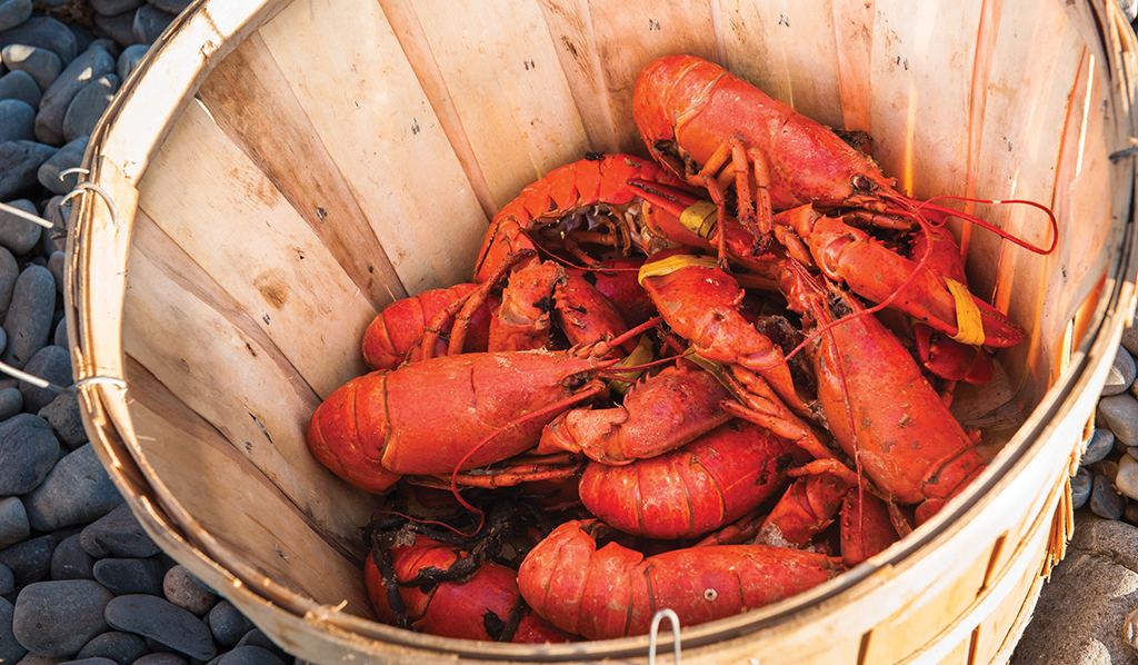 lobsters
