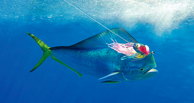 costa_palmas_fishing-prm2.jpg promo image costa_palmas_fishing-prm2.jpg promo image