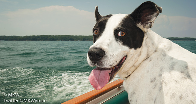 waterdog-prm650.jpg promo image