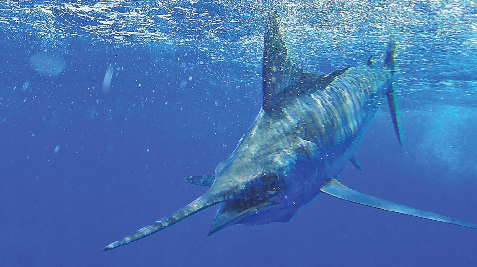 prm-marlin