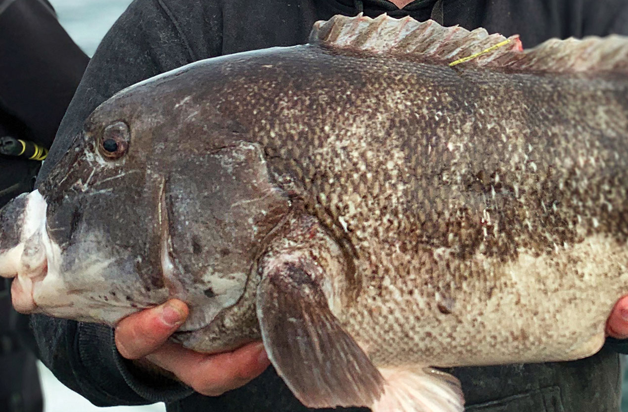feat-AJ-Fall25-Tautog-1 feat-AJ-Fall25-Tautog-1