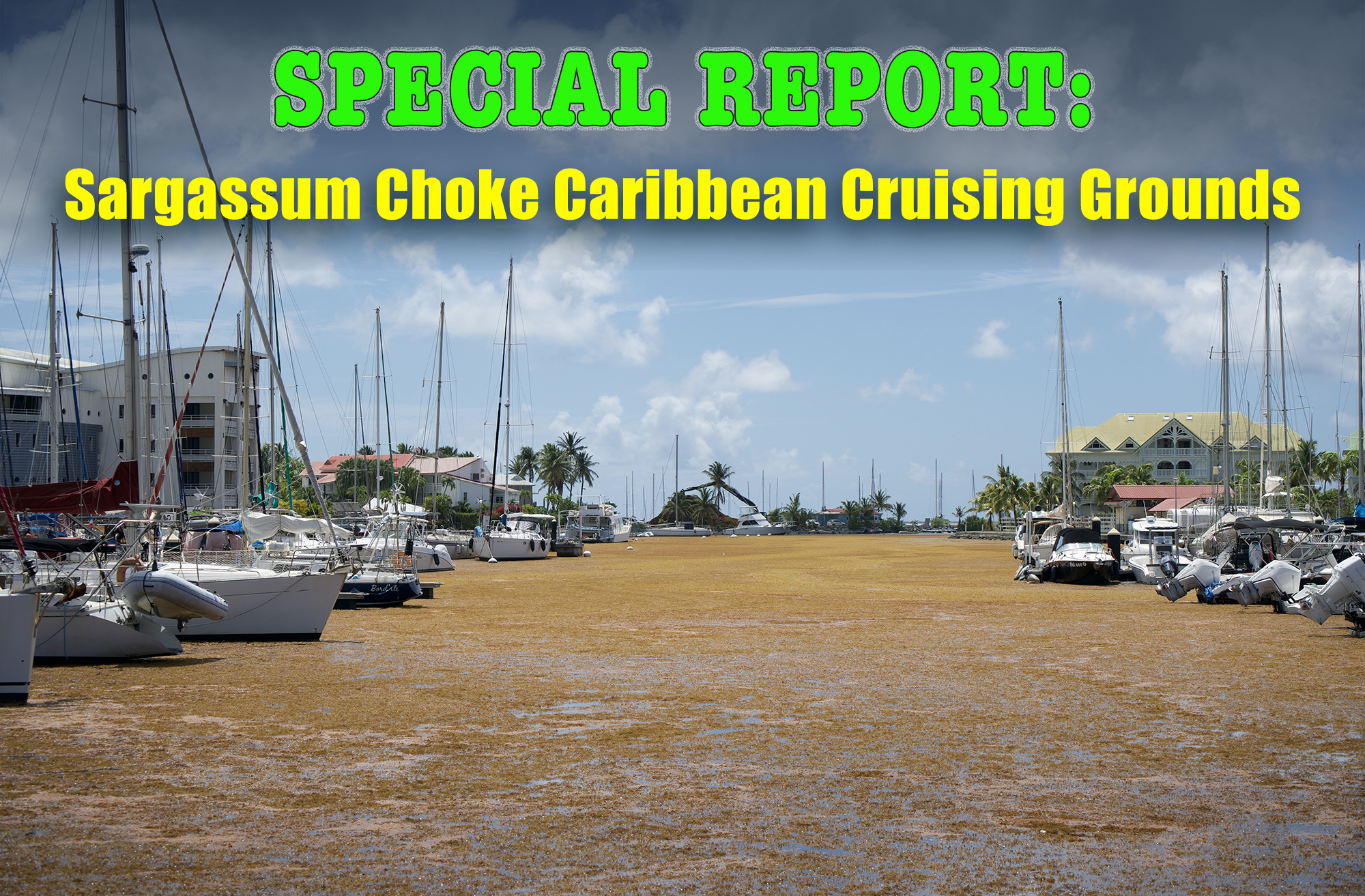feat1-sargassum feat1-sargassum