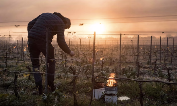 Adapting and Building Resilience to Frosts