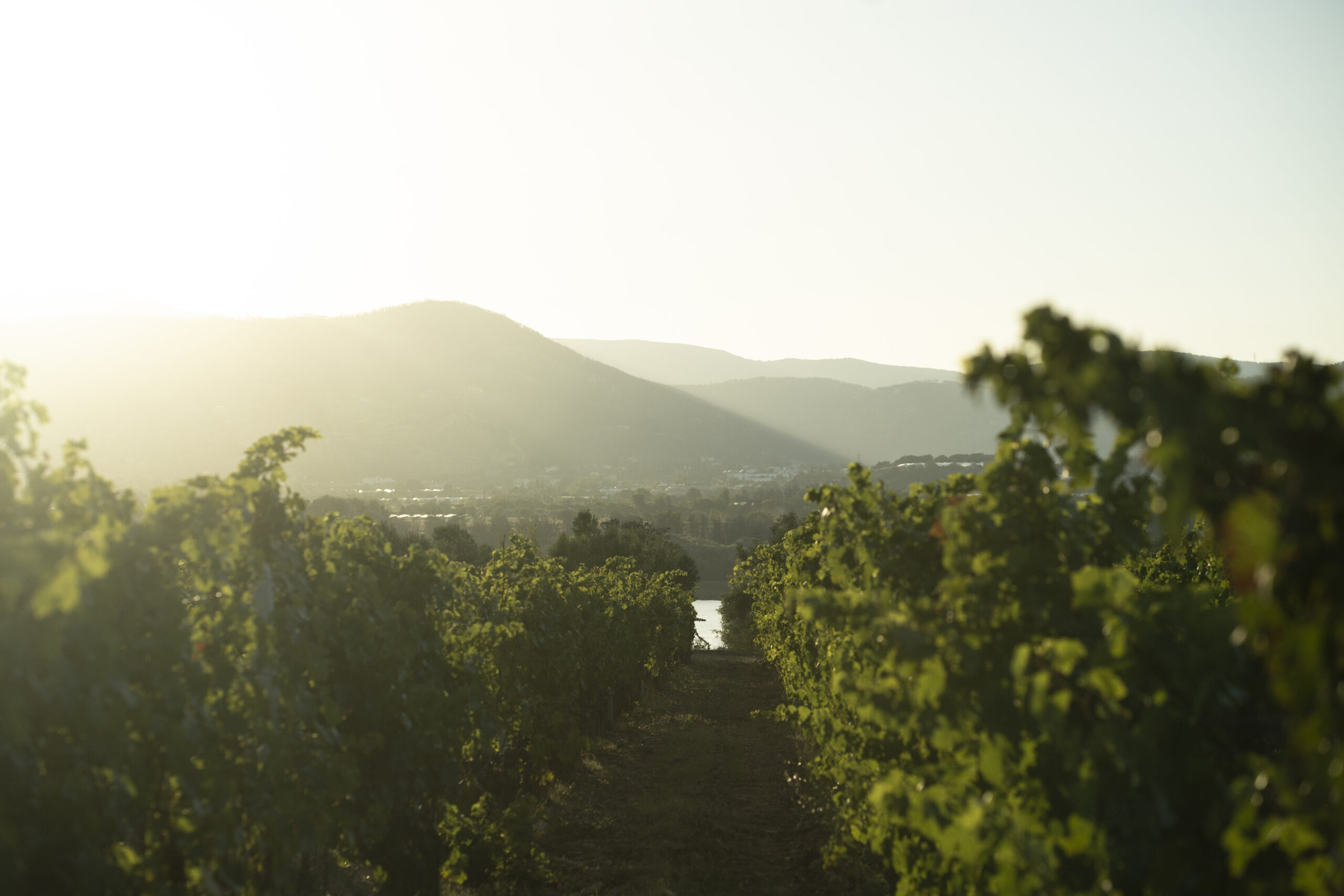 1BC Napa Virtual Info Session #1