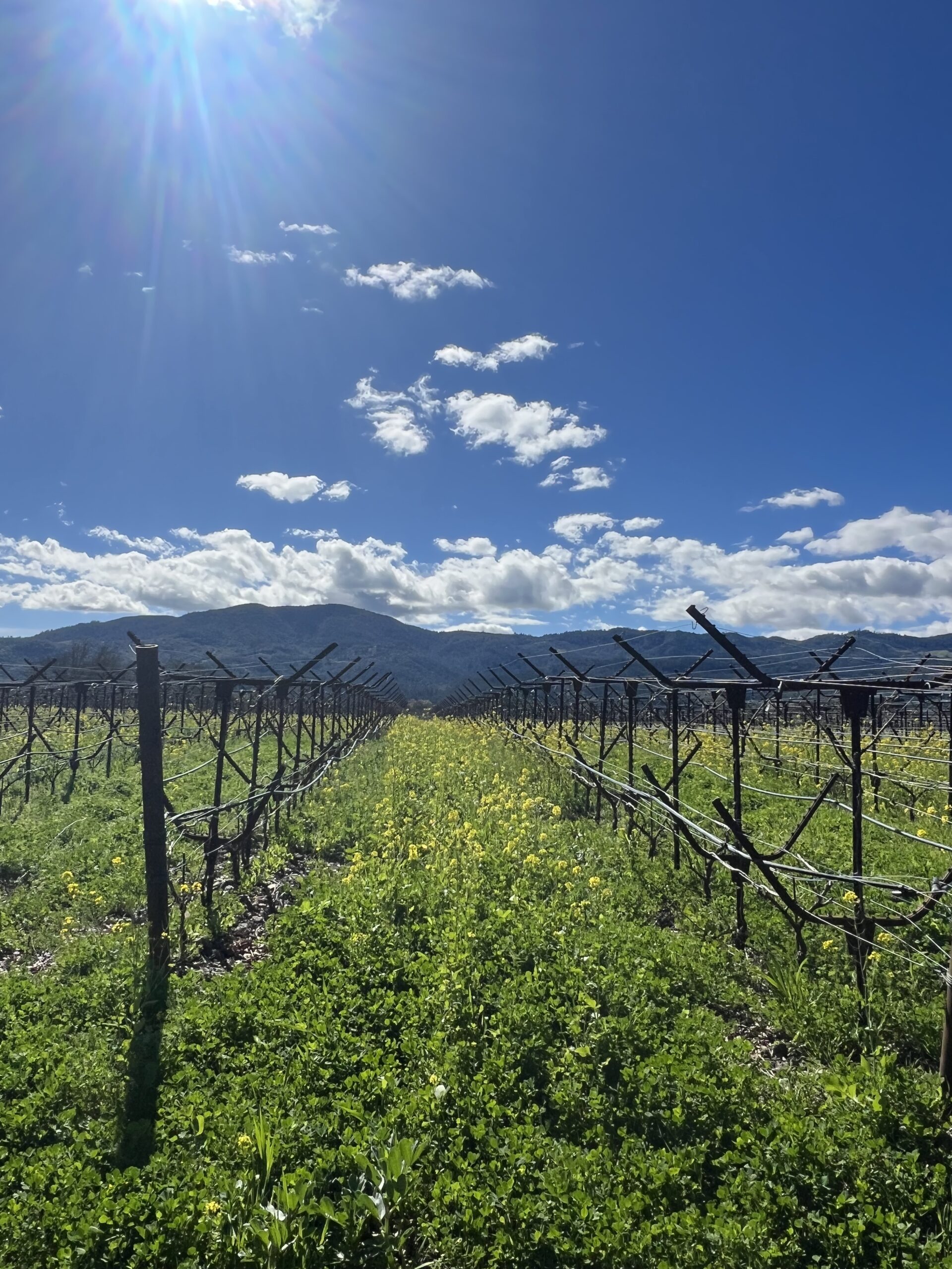 Adapting and Building Resilience to Increased Vintage Variation