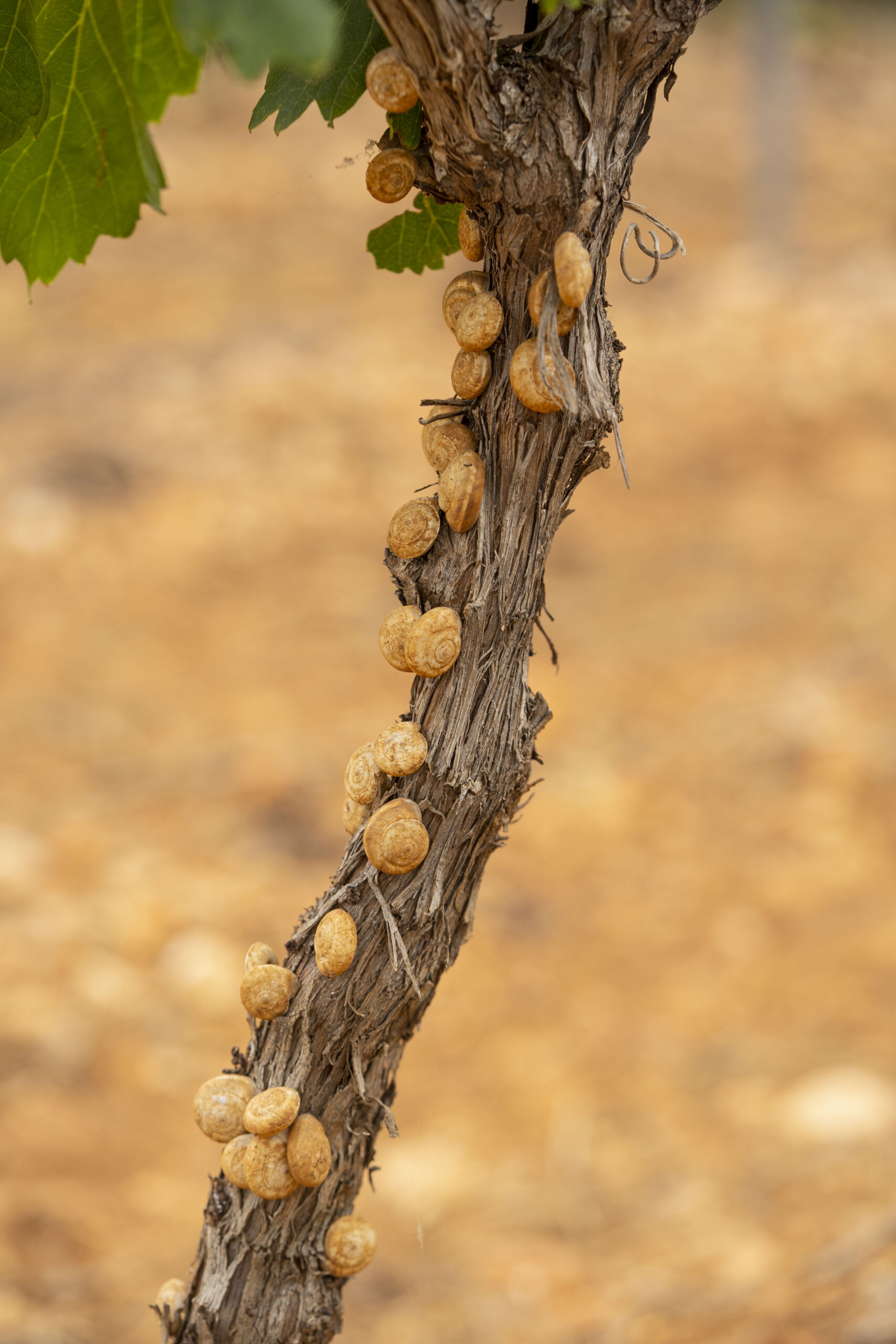 Adapting and Building Resilience to New Pests and Diseases