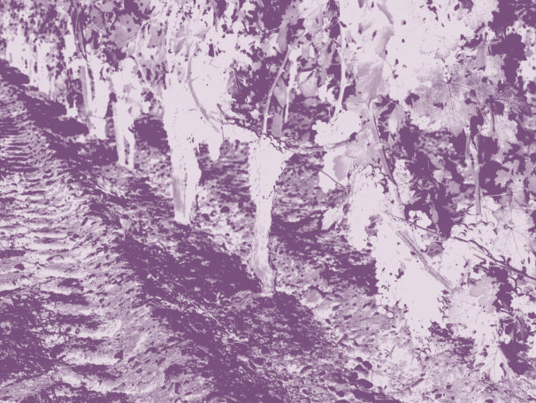 Sustainable soil management for fine wines e-course