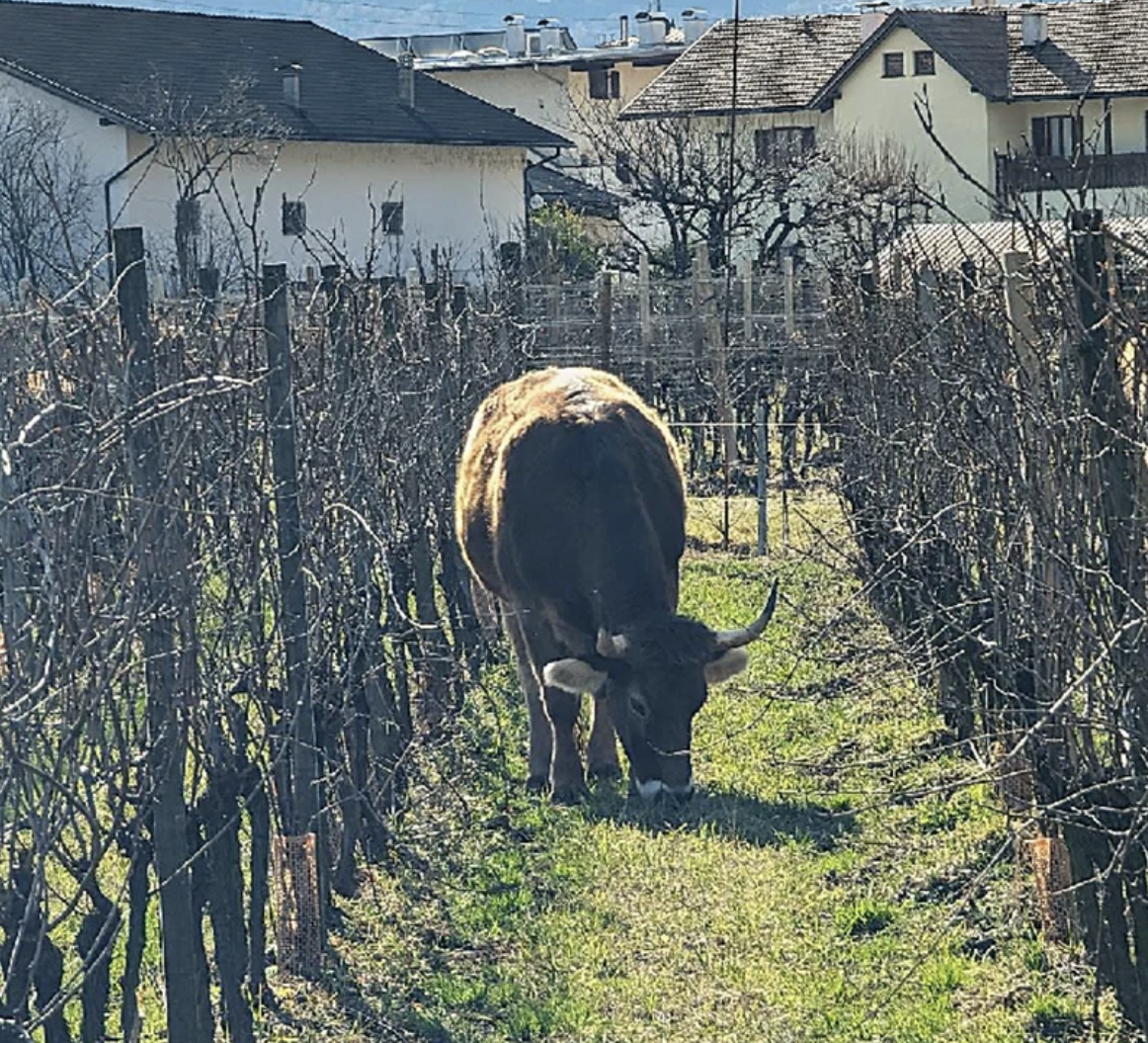 Five years of oxen grazing enhances soil carbon and structure in alpine vineyards