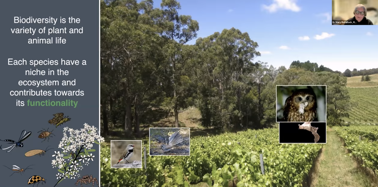 How to combat pests and diseases more sustainably