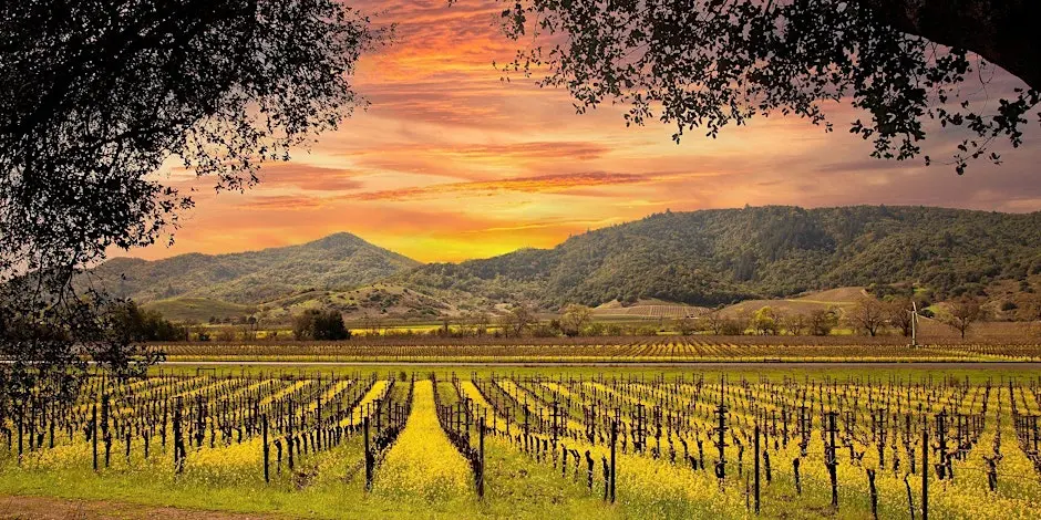 Napa One Block Challenge™ Field Day