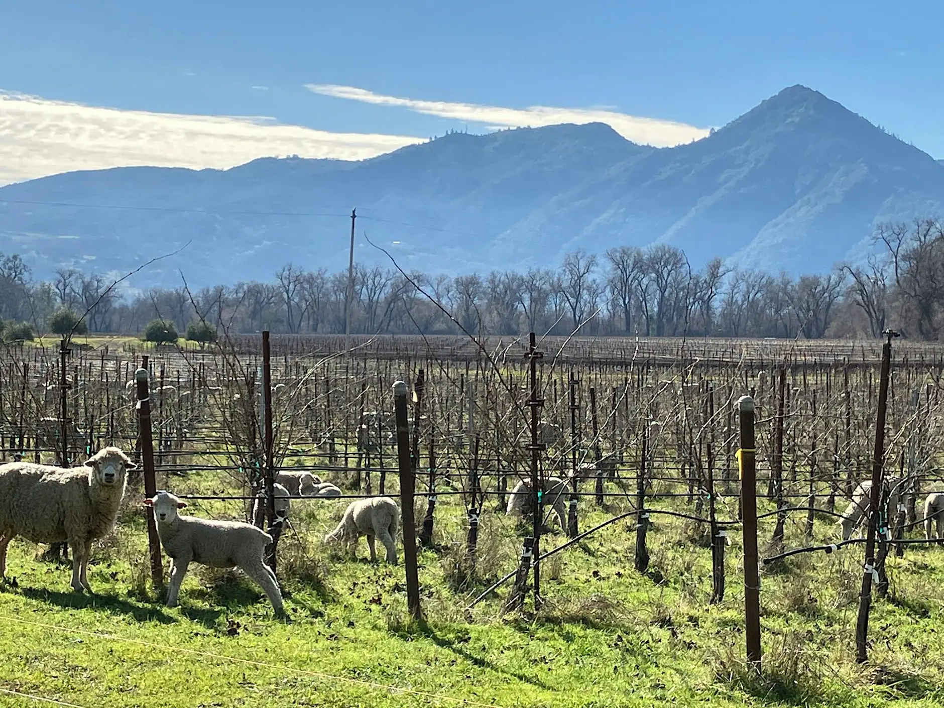 Mendocino County One Block Challenge™ – Official Launch!